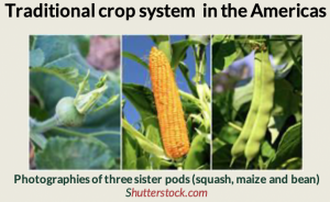 Traditional crop system in the Americas Coculture