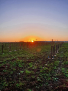 Verger de pommiers sauvages planté à l’automne 2020 (Crédits - 2020, Amandine Cornille) coucher de soleil