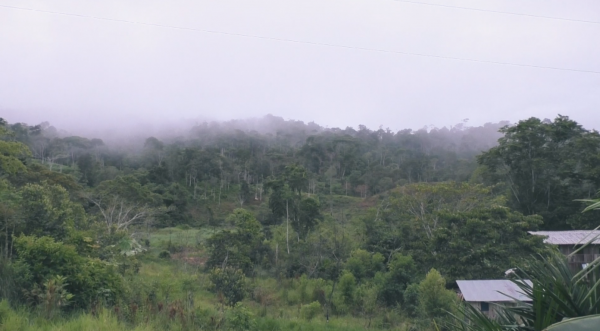 Forêt dans le documentaire du projet SENAC