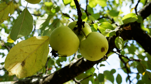 Pommes sauvages Malus sylvestris 