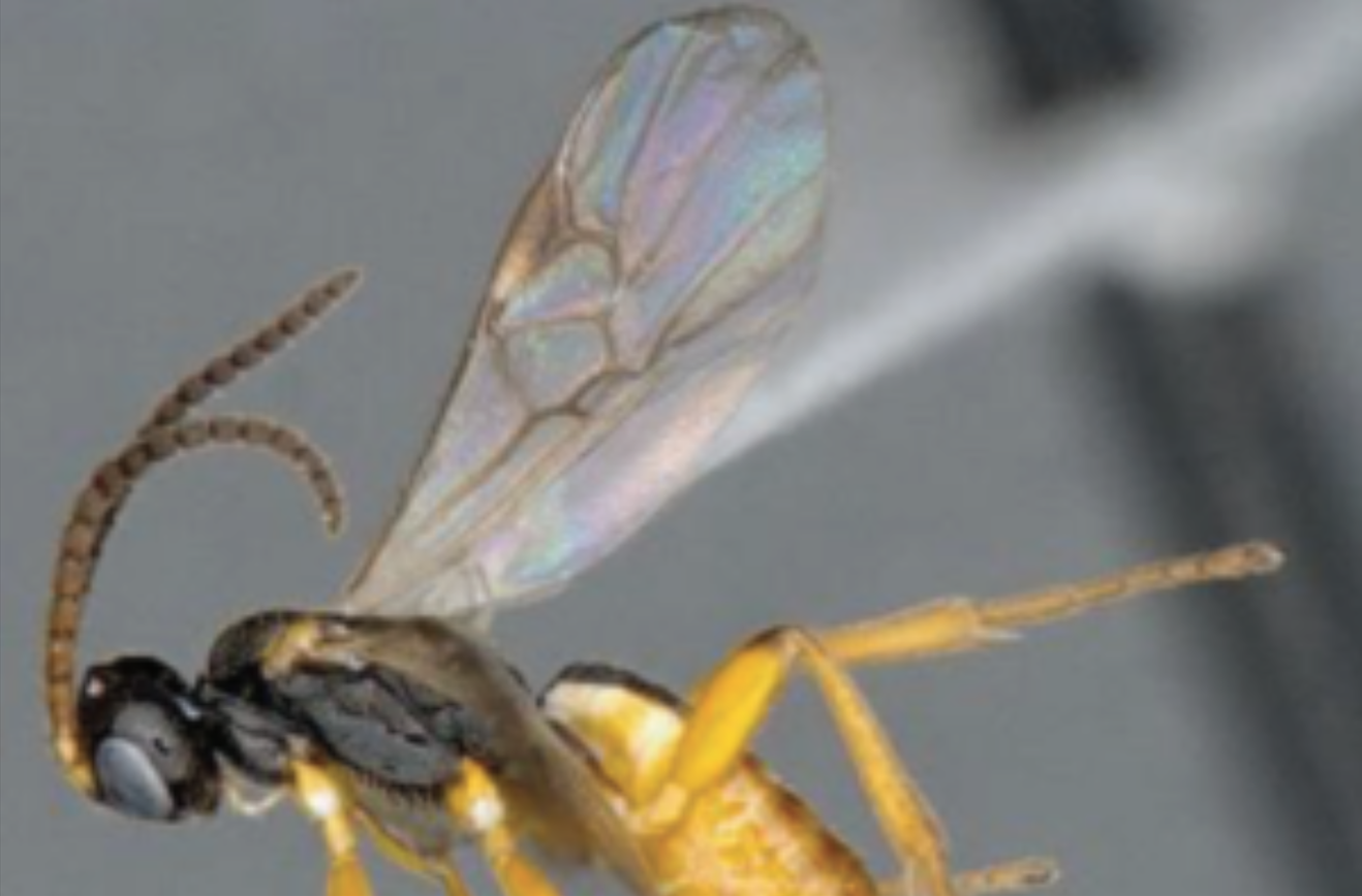 Towards a new biological control of the corn borer