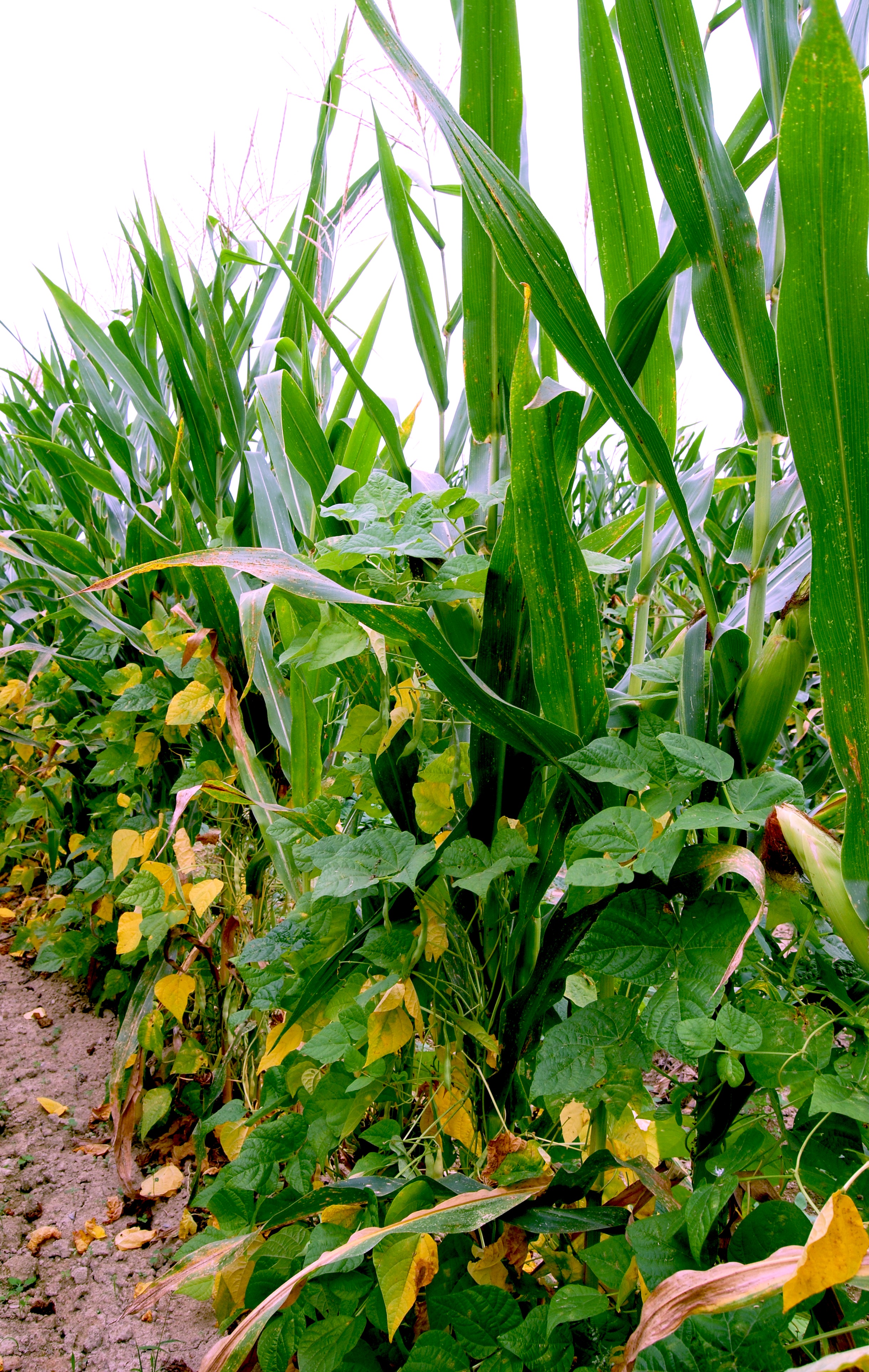 Understanding the determinants of the corn-bean association 