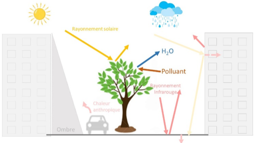 Urban heat islands and their interactions with air pollution