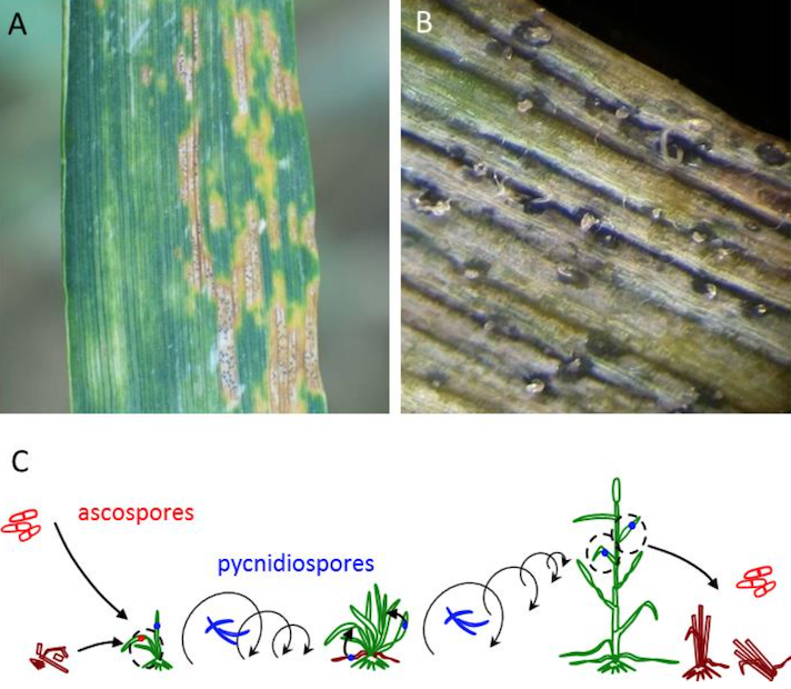 What is the adaptive potential of fungus poluations responsible for wheat septoria to global changes (climate)?