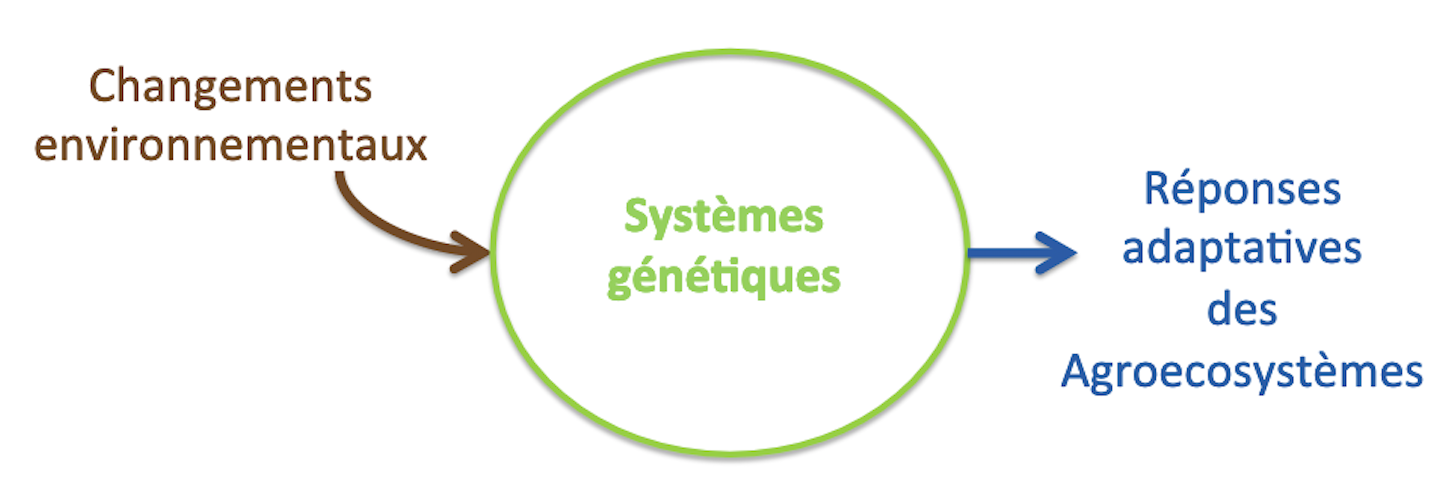 Understanding and improving the adaptive capacity of agroecosystems through knowledge of genetics and evolution